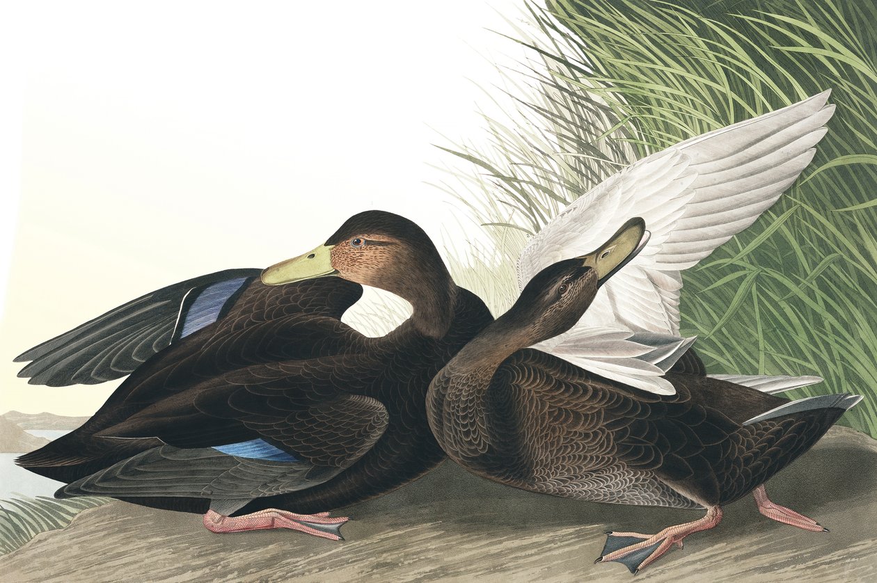 Dusky Duck，Anas Obscura，来自John J. Audubon，酒吧的“The Birds of America”。 1827年至1838年 作者 约翰·詹姆斯·奥杜邦