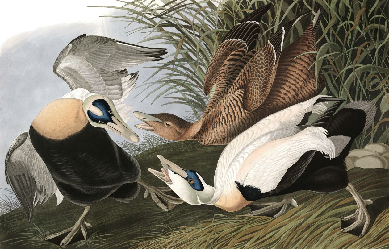 Eider Duck，Fuligula Mollissima，来自John The Audubon，酒吧的“The Birds of America”。 1827年至1838年 作者 约翰·詹姆斯·奥杜邦