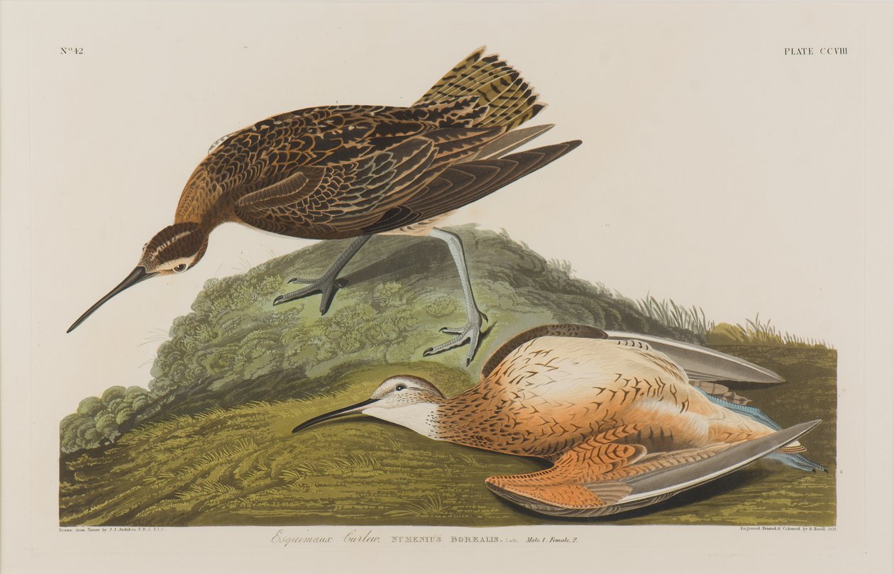 Esquimax Curlew，1834年（纸上写着） 作者 约翰·詹姆斯·奥杜邦