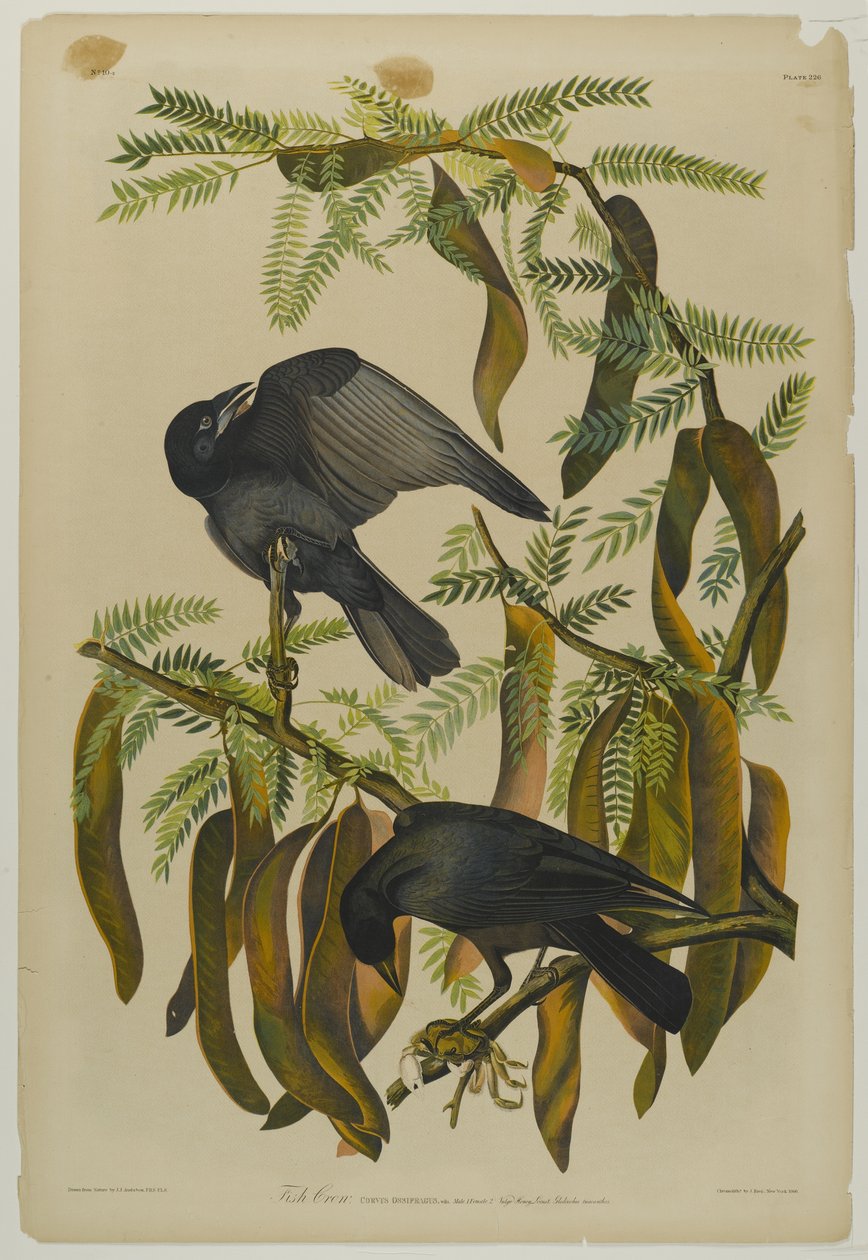 Fish Crow，由Julien Bien印制，由Roe Lockwood＆Son出版，1861年（彩色石版画） 作者 约翰·詹姆斯·奥杜邦