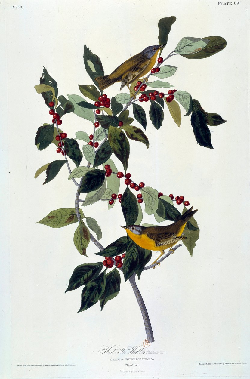约翰-詹姆斯-奥杜邦(1780-1851)(ec.am.)1826-1830年的花和鸟丝画。巴黎，B.N. 作者 约翰·詹姆斯·奥杜邦