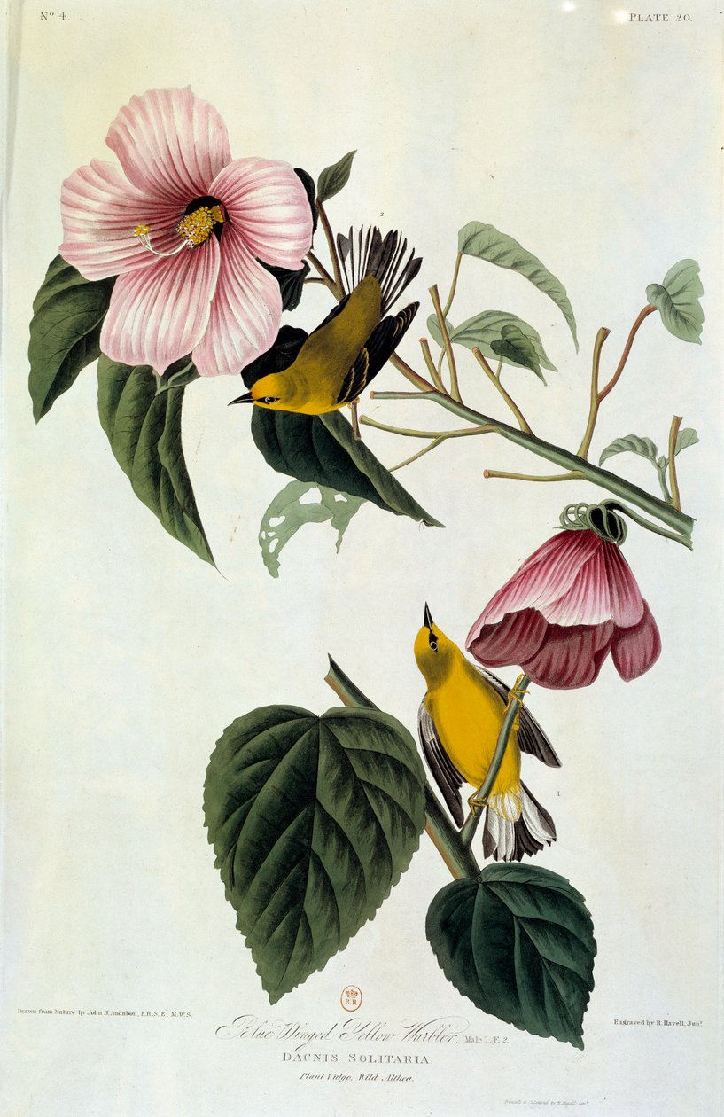 约翰-詹姆斯-奥杜邦(1780-1851)(ec.am.)1826-1830年的花和鸟丝画。巴黎，B.N. 作者 约翰·詹姆斯·奥杜邦