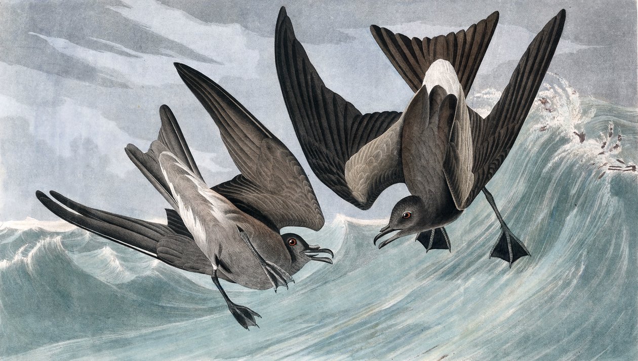 叉尾Petrel，Thalassidroma Leachii，来自John The Audubon，酒吧的“The Birds of America”。 1827年至1838年 作者 约翰·詹姆斯·奥杜邦