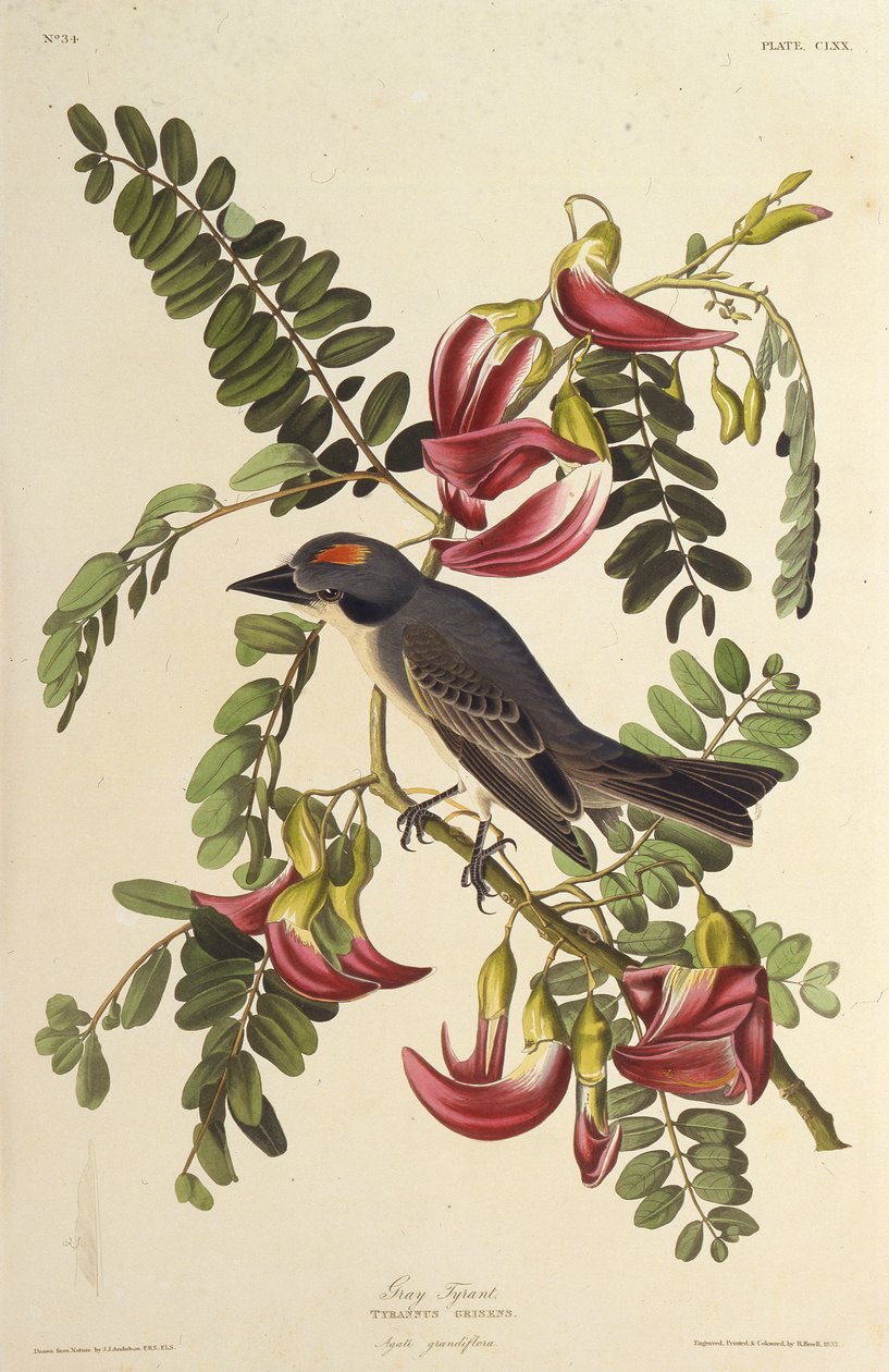 灰暴君。摘自《美国鸟类》，1827-1838年。 作者 约翰·詹姆斯·奥杜邦