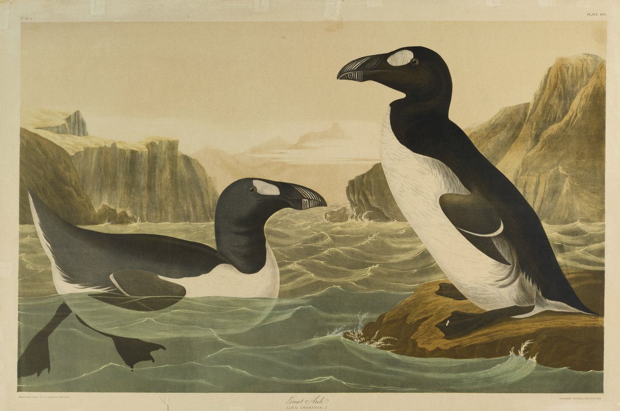 Great Auk，由Julien Bien印刷，由Roe Lockwood＆Son出版，1861年（彩色石版画） 作者 约翰·詹姆斯·奥杜邦