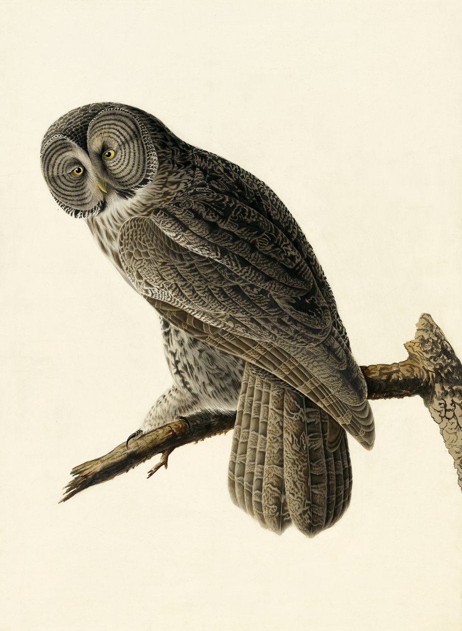 伟大的Cinereous Owl，Strix Nebulosa，来自John The Audubon，酒吧的“The Birds of America”。 1827年至1838年 作者 约翰·詹姆斯·奥杜邦