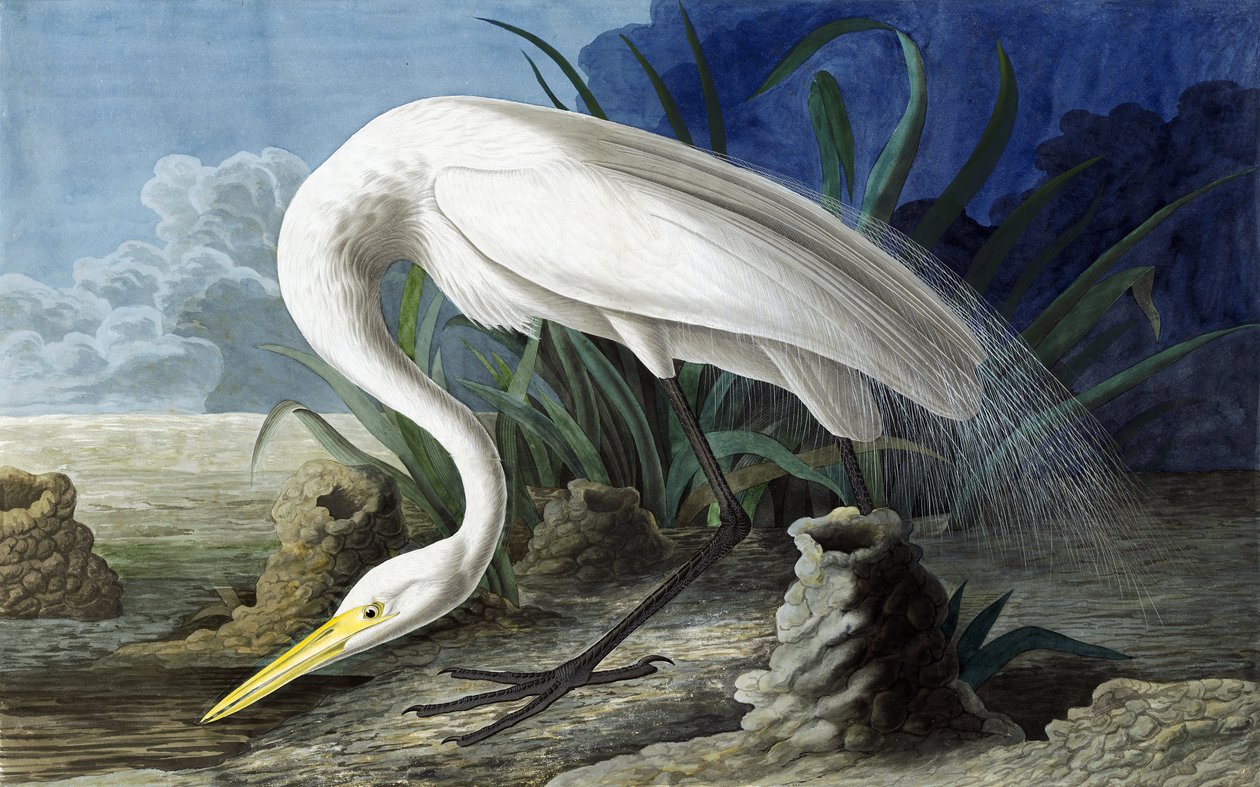 大白鹭，Casmerodius Albus，来自John The Audubon，酒吧的“美国鸟类”。 1827年至1838年 作者 约翰·詹姆斯·奥杜邦