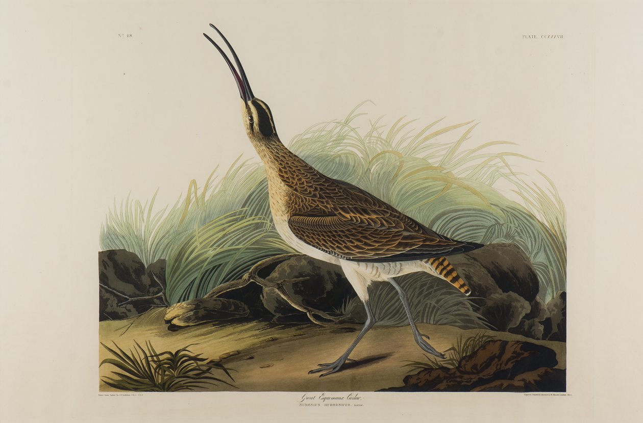Great Esquimaux Curlew，1835（纸上写着） 作者 约翰·詹姆斯·奥杜邦