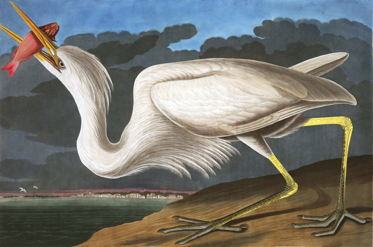 大白鹭，Ardea Occidentalis，来自John The Audubon，酒吧的“美国鸟类”。 1827年至1838年 作者 约翰·詹姆斯·奥杜邦