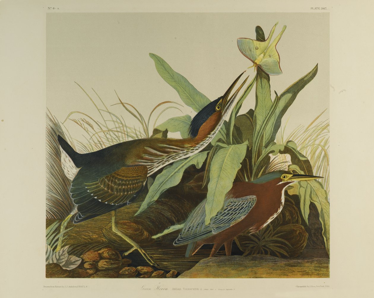 Green Heron，由Julien Bien印制，由Roe Lockwood＆Son出版，1861年（彩色石版画） 作者 约翰·詹姆斯·奥杜邦