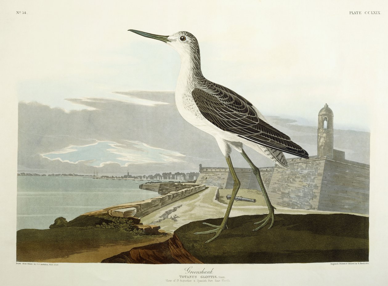 格林申克（Greenshank），《圣视图》，1835年 作者 约翰·詹姆斯·奥杜邦
