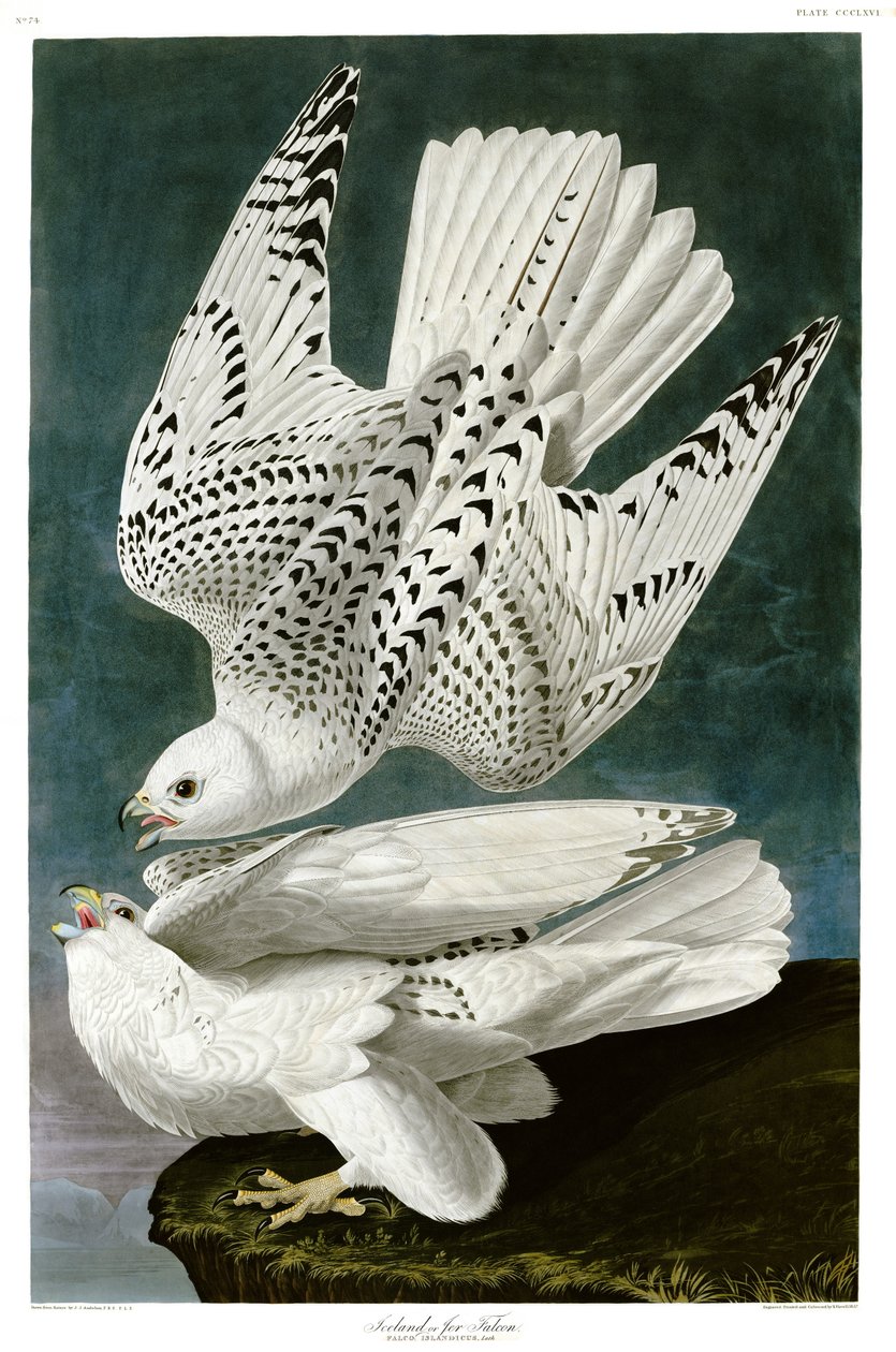 Gyrfalcon 、 Falco rusticolus ，手工彩色雕刻 作者 约翰·詹姆斯·奥杜邦