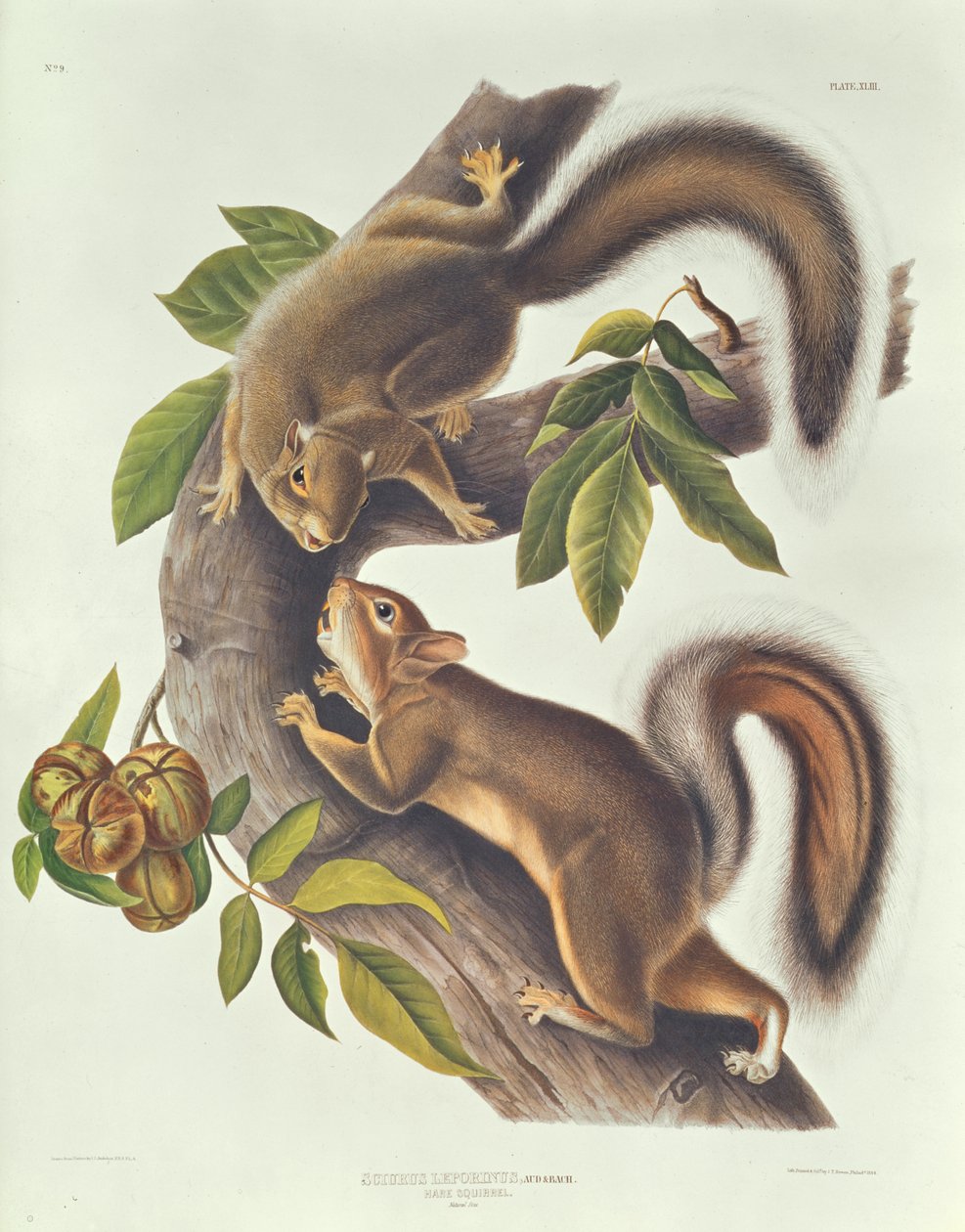 野兔松鼠（Sciurus Leoporinus） 作者 约翰·詹姆斯·奥杜邦