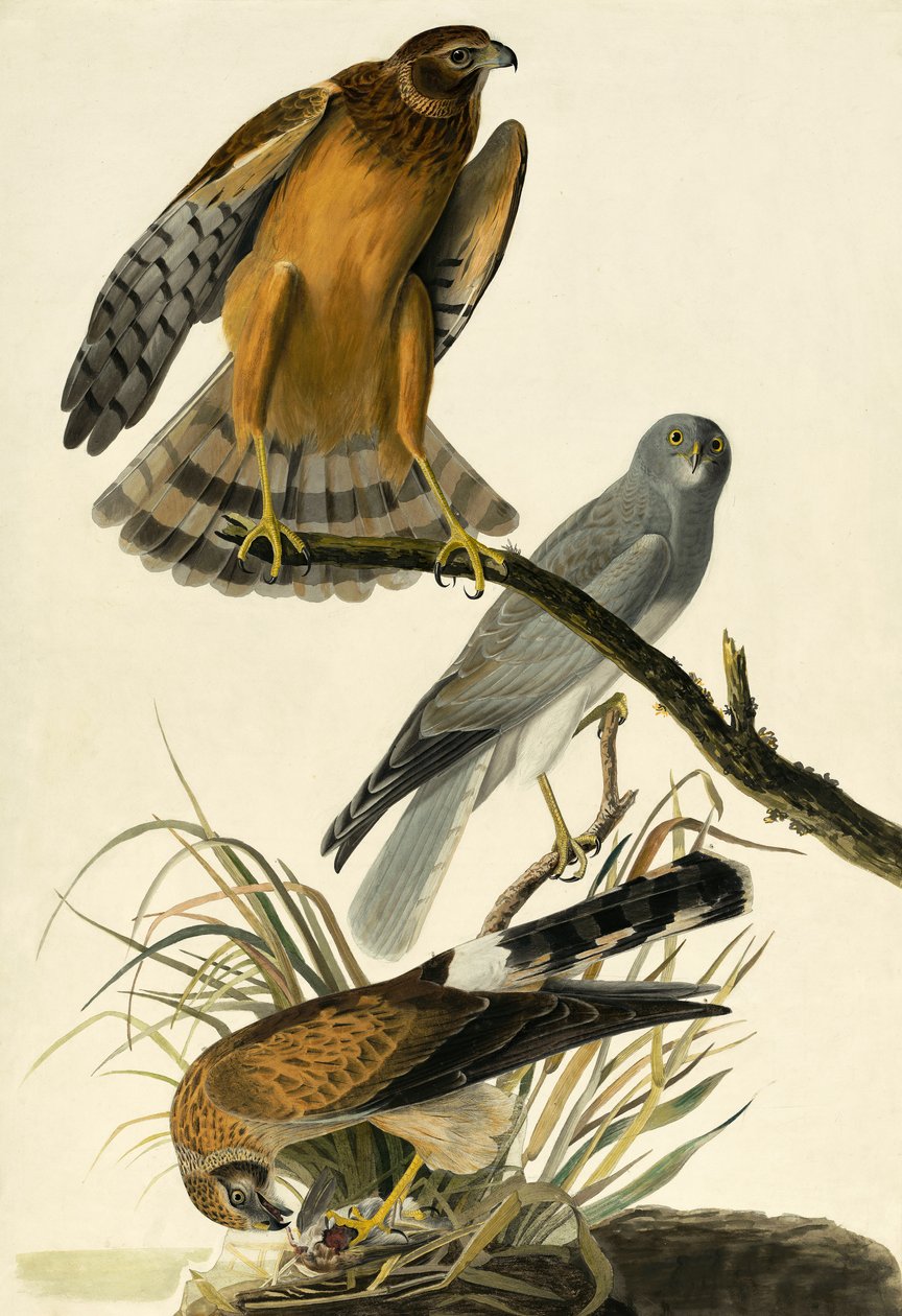 Hen Harrier，Circus Cyaneus，来自John J. Audubon，酒吧的“The Birds of America”。 1827年至1838年 作者 约翰·詹姆斯·奥杜邦