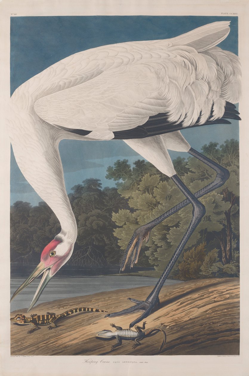 Hooping Crane，1834 作者 约翰·詹姆斯·奥杜邦