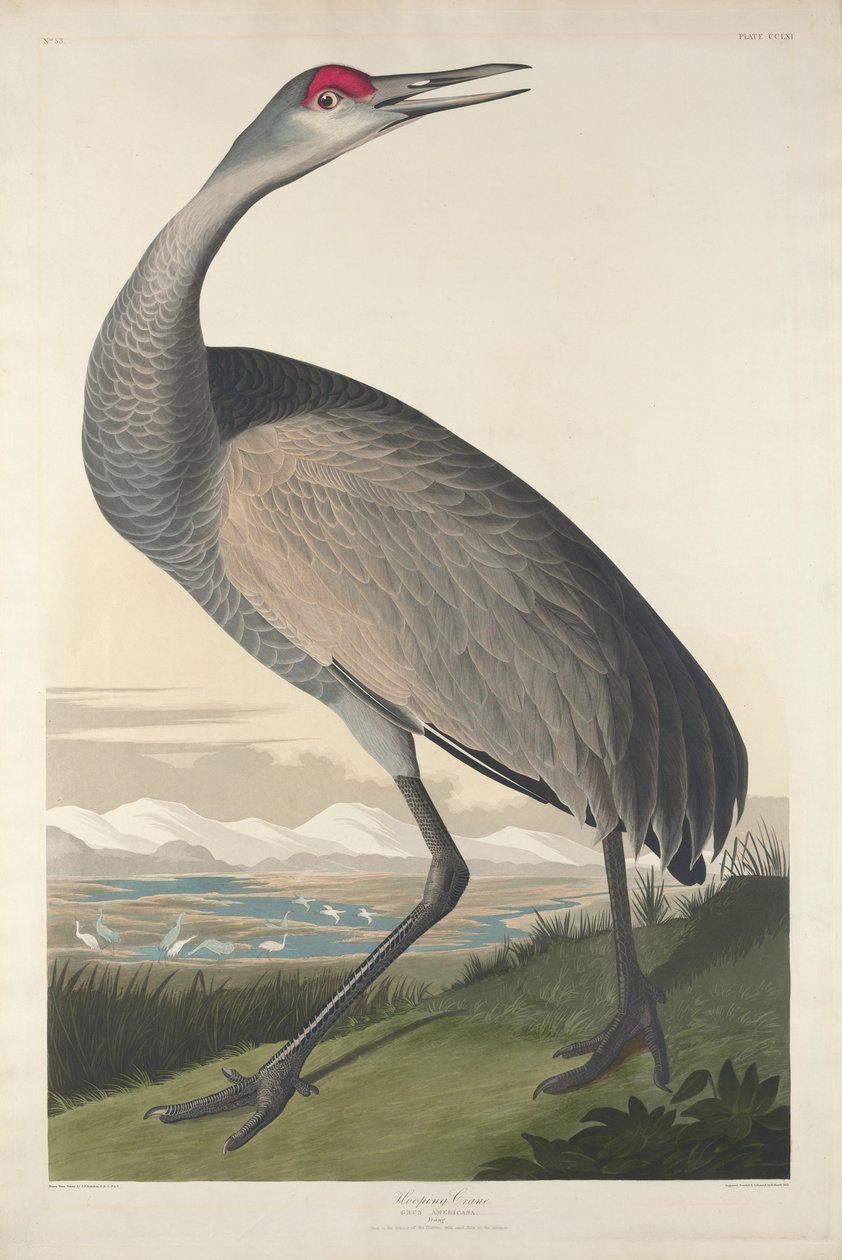 Hooping Crane，1835 作者 约翰·詹姆斯·奥杜邦