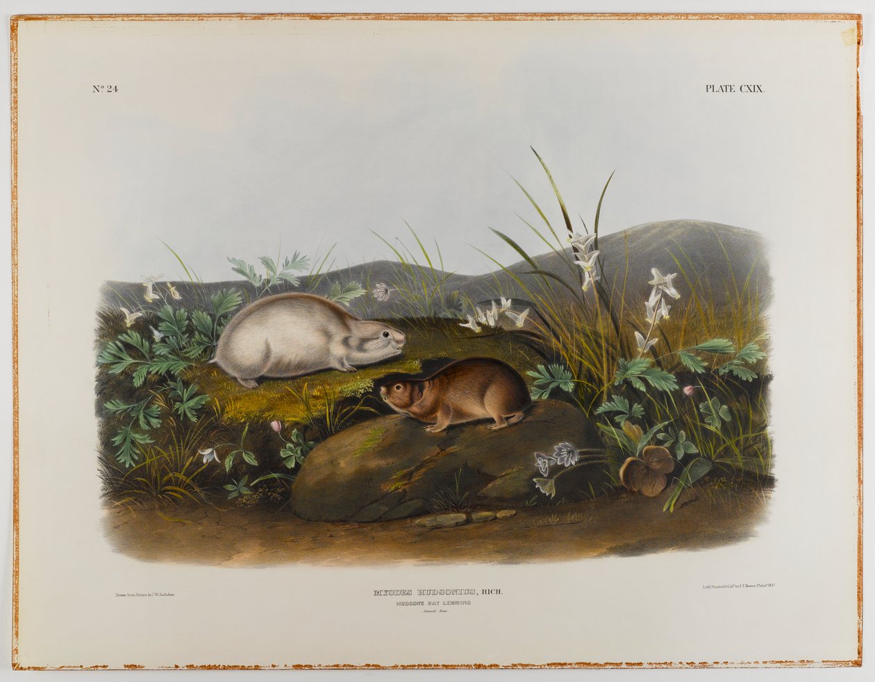 Hudsons Bay lemming 作者 约翰·詹姆斯·奥杜邦