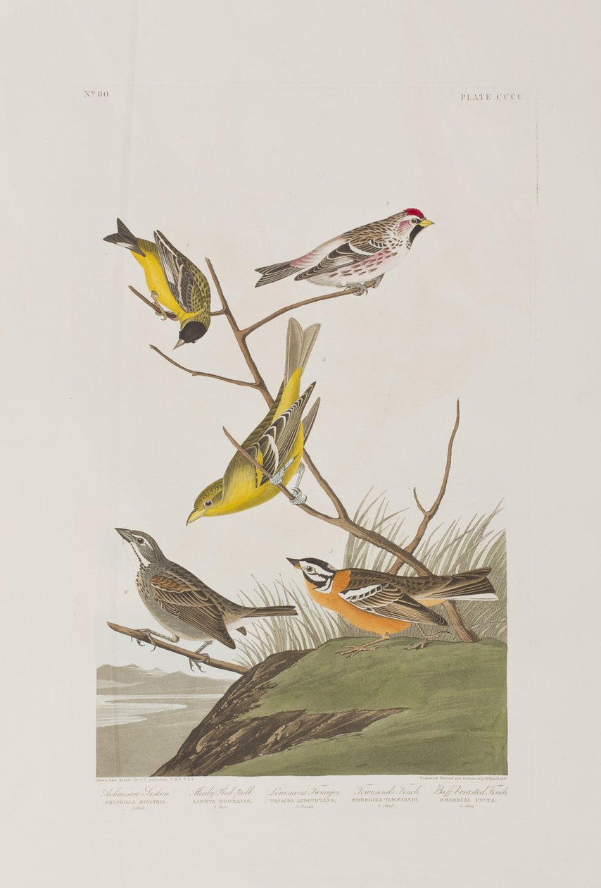 Illustration from 