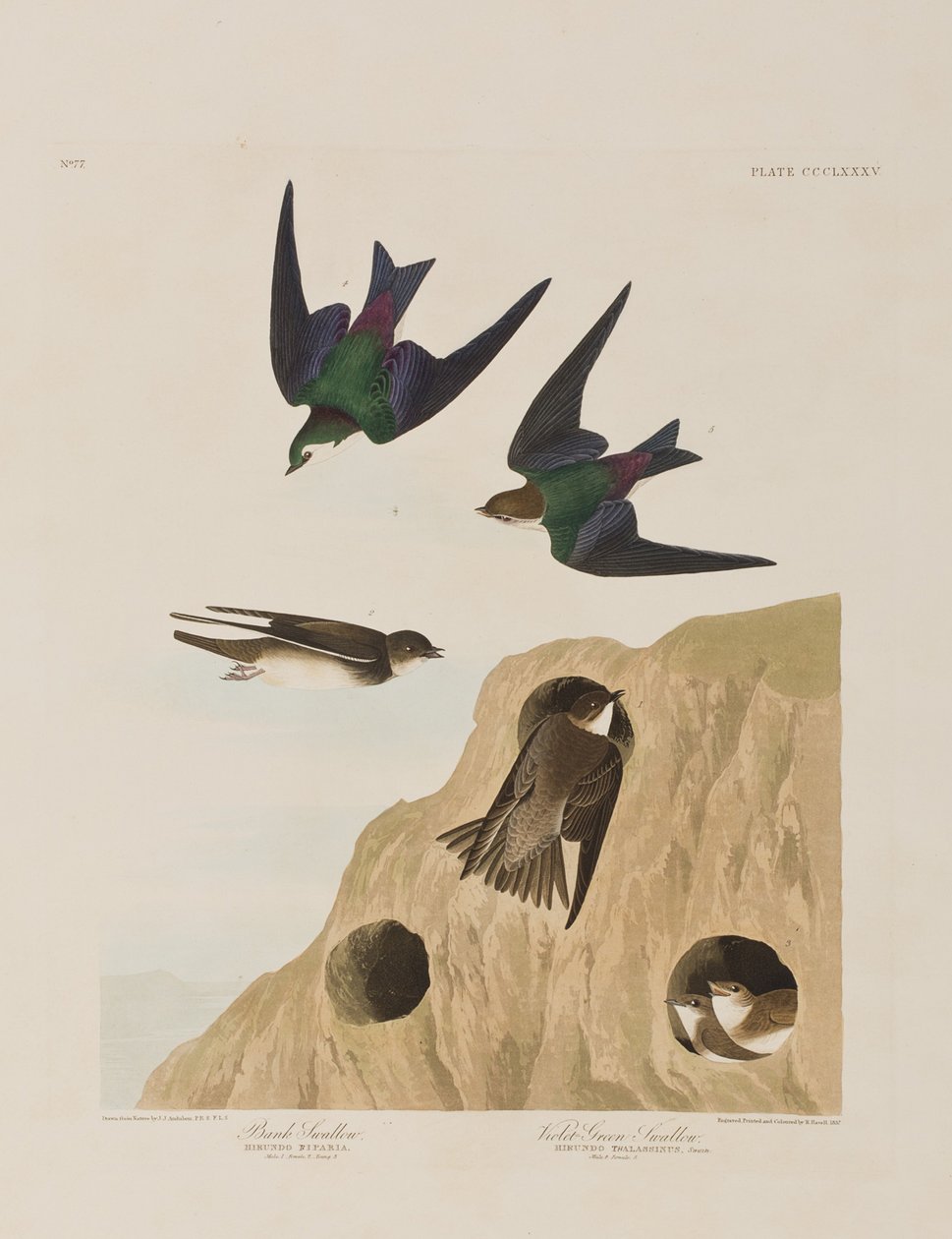 Illustration from 