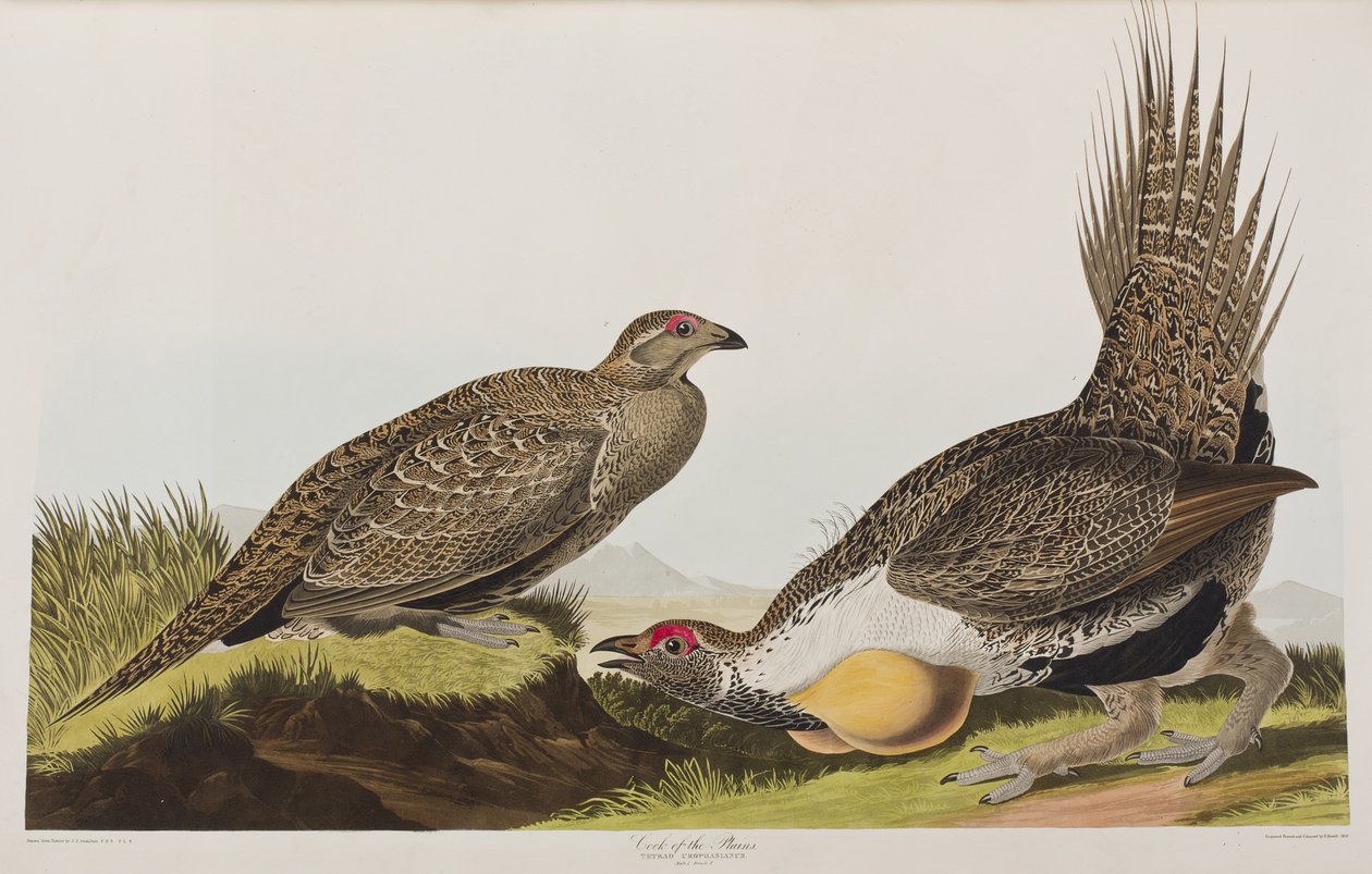 Illustration from 
