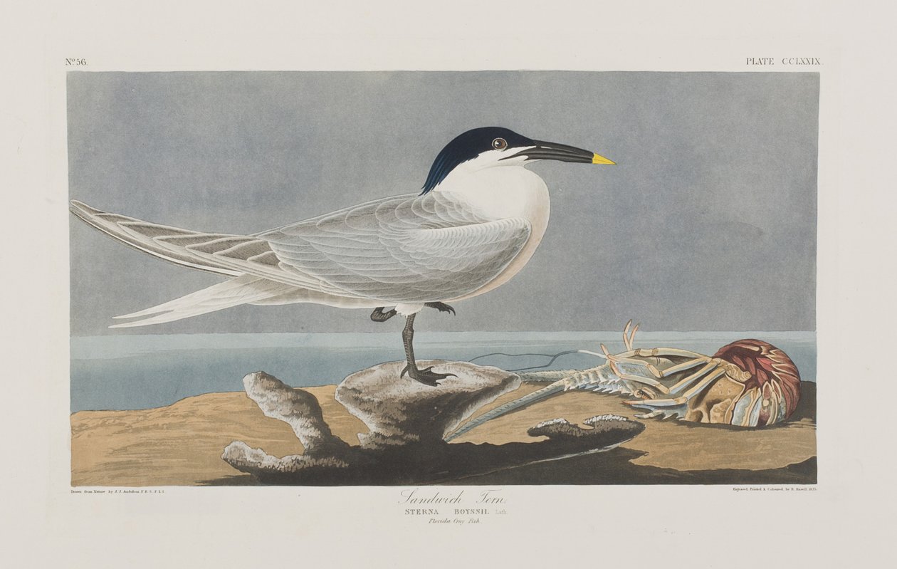 Illustration from 
