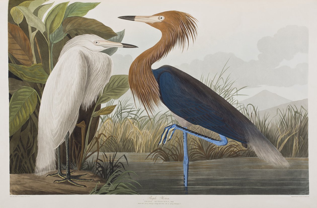 Illustration from 