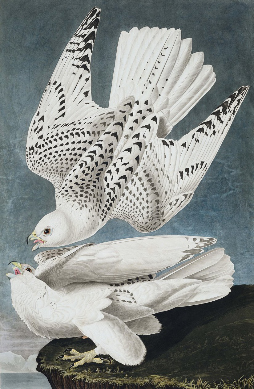 Jer或Iceland Falcon，Falco Islandicus，来自John J. Audubon，酒吧的“The Birds of America”。 1827年至1838年 作者 约翰·詹姆斯·奥杜邦