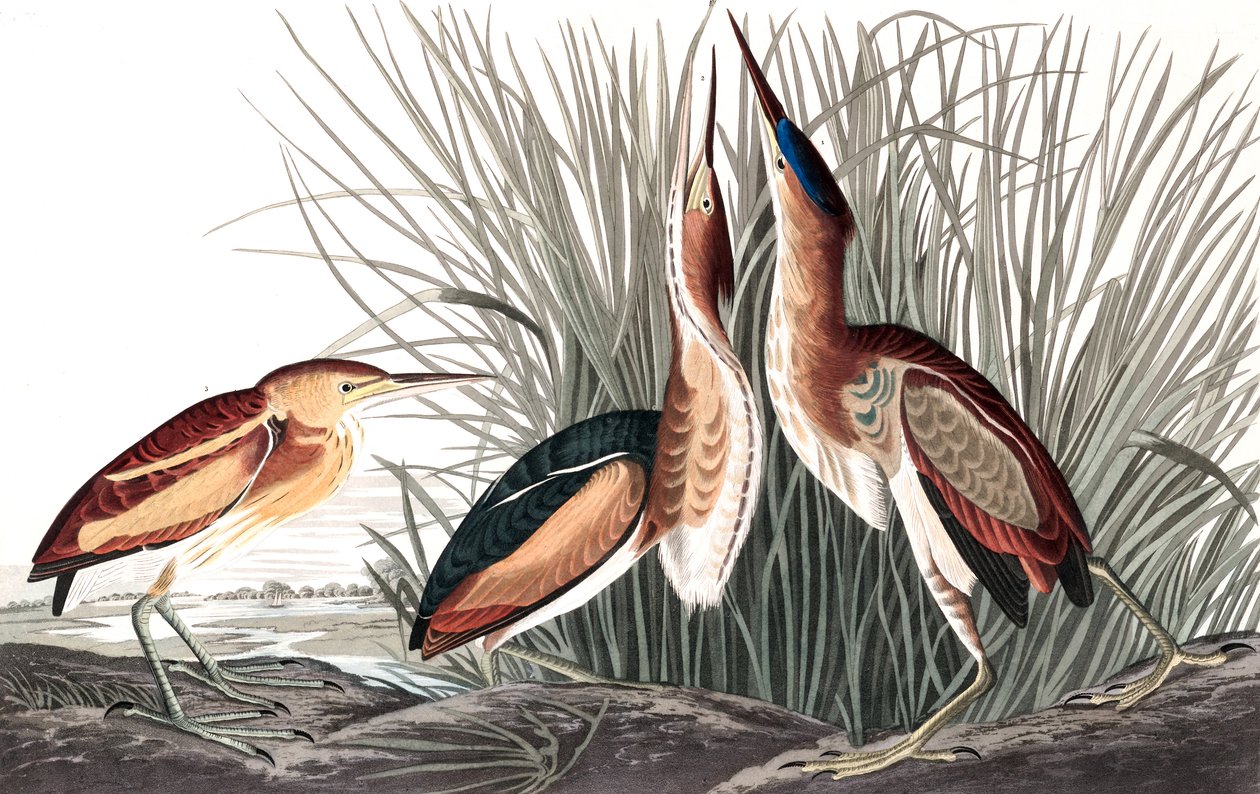 Least Bittern, Ixobrychus Exilis，来自约翰·J·奥杜邦 (John J. Audubon) 的“美国鸟类”，酒吧。 1827-38（和彩色雕刻） 作者 约翰·詹姆斯·奥杜邦