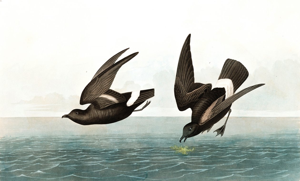 最小风暴海燕，Thalassidroma Pelagica，来自John The Audubon，酒吧的“美国鸟类”。 1827年至1838年 作者 约翰·詹姆斯·奥杜邦