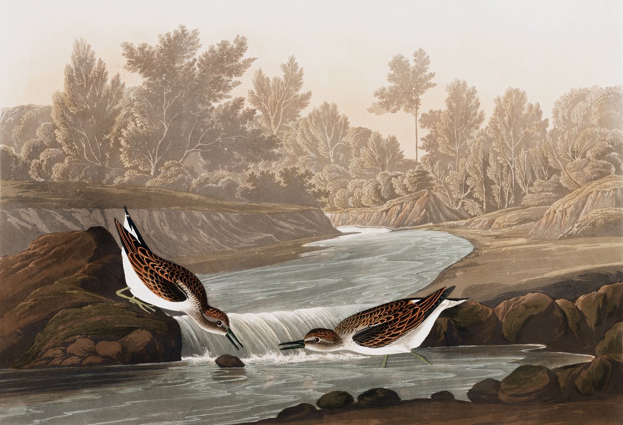 Little Sandpiper，Tringa Pusilla，来自John J. Audubon，酒吧的“The Birds of America”。 1827年至1838年 作者 约翰·詹姆斯·奥杜邦
