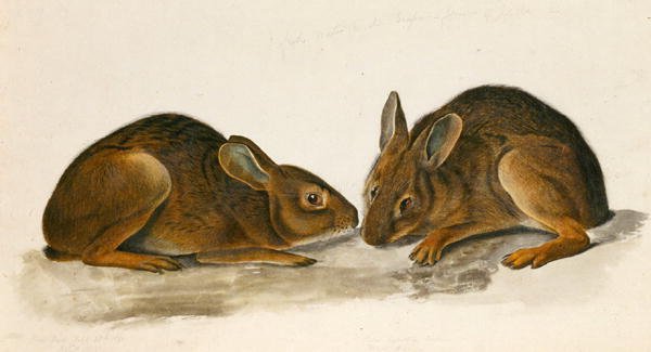 Marsh Hares（纸上的wc） 作者 约翰·詹姆斯·奥杜邦