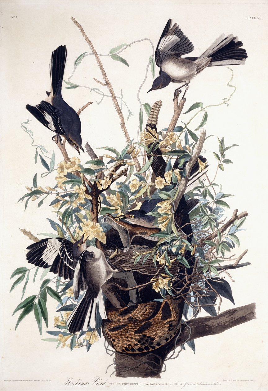 模仿鸟（Turdus Polyglottus） 作者 约翰·詹姆斯·奥杜邦