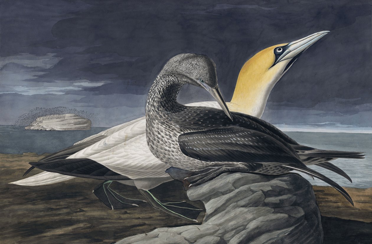 Northern Gannet，Morus Bassanus，来自John J. Audubon，酒吧的“The Birds of America”。 1827年至1838年 作者 约翰·詹姆斯·奥杜邦