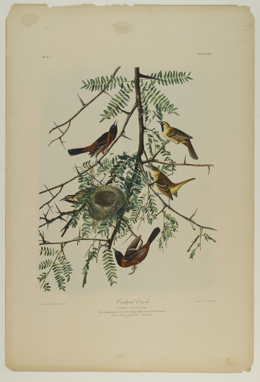 Orchard Oriole，由Julien Bien印刷，由Roe Lockwood＆Son出版，1861年（彩色石版画） 作者 约翰·詹姆斯·奥杜邦