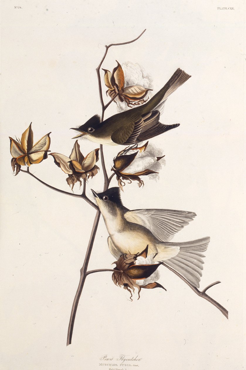 Pewit捕蝇器。摘自《美国鸟类》，1827-1838年。 作者 约翰·詹姆斯·奥杜邦