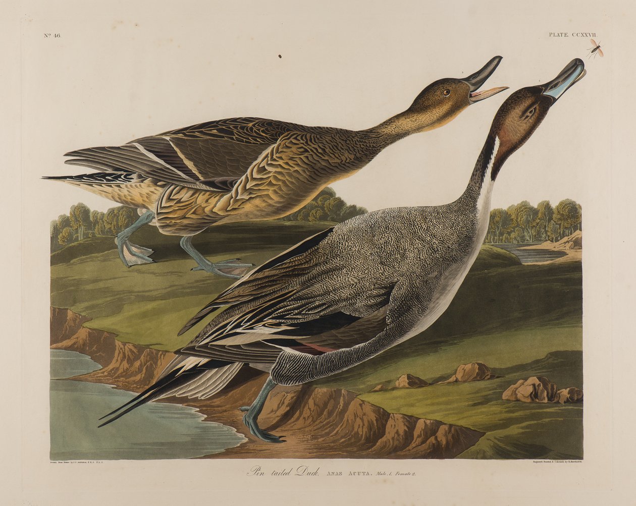 Pin Tailed Duck，1834（纸上写着） 作者 约翰·詹姆斯·奥杜邦