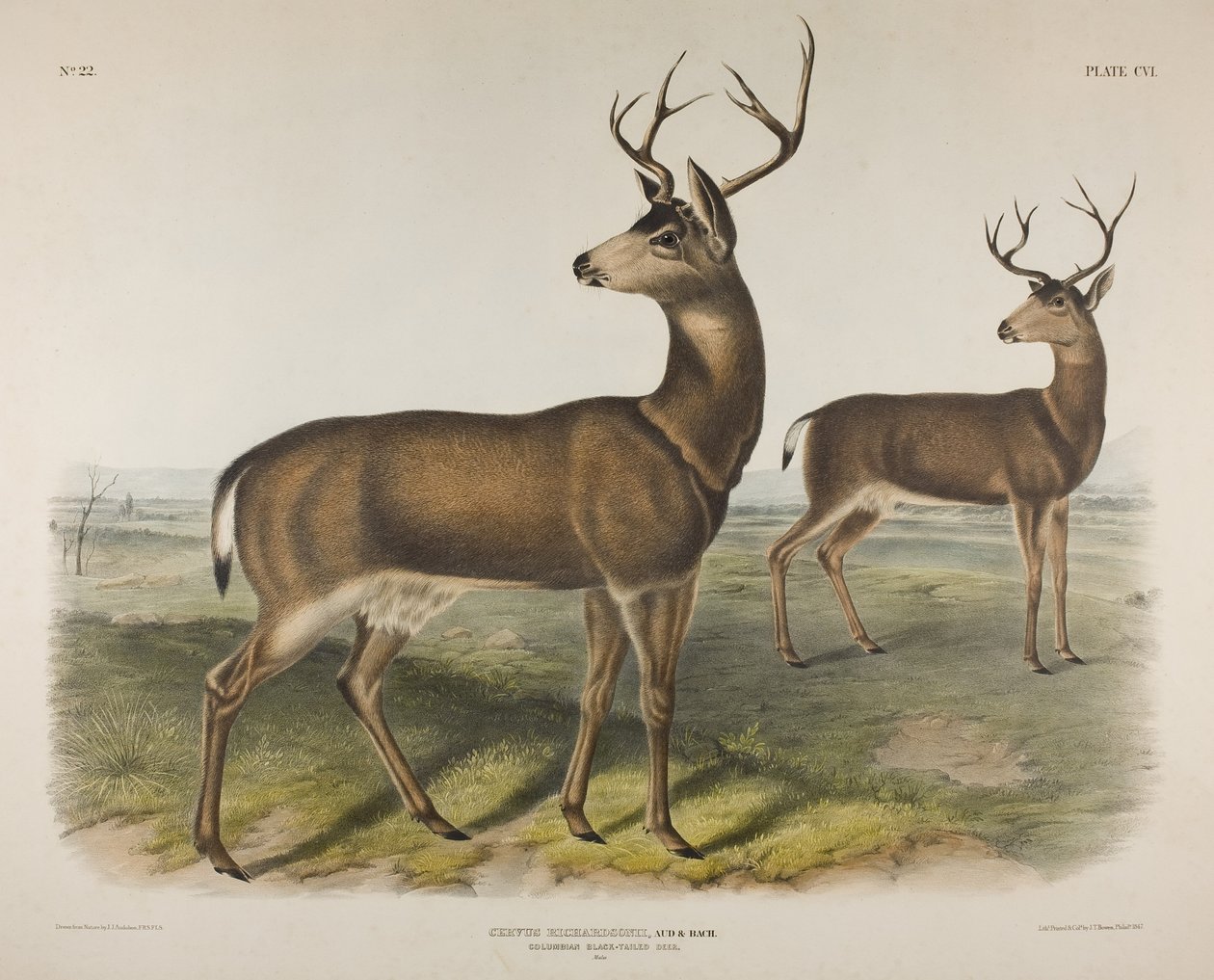 板106. Cervus Richardsonii，Aud＆Bach。哥伦比亚黑尾鹿，1848年 作者 约翰·詹姆斯·奥杜邦
