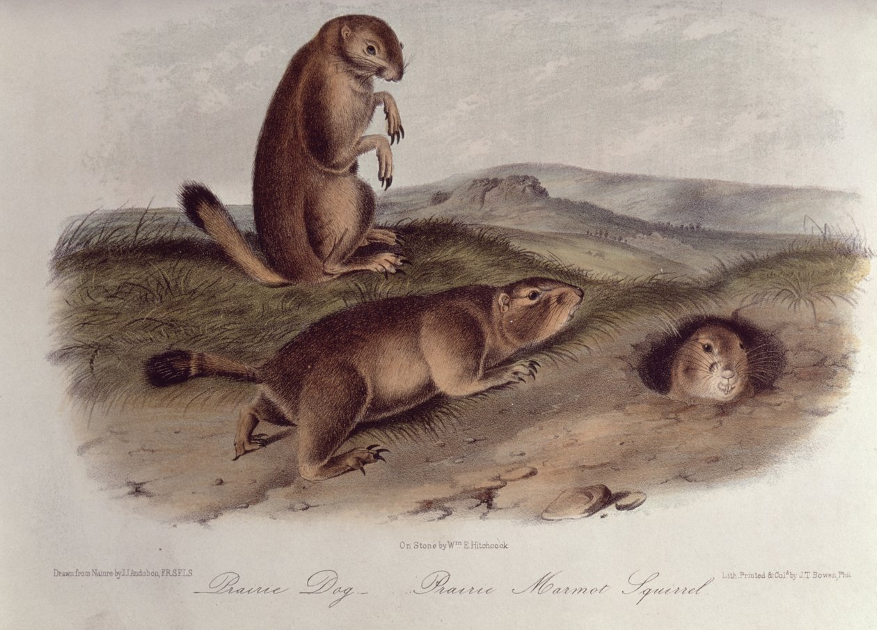 来自&39;北美四足动物&39;的草原犬鼠，1842-5，（石版画） 作者 约翰·詹姆斯·奥杜邦