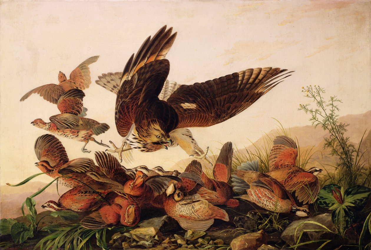 红肩鹰攻击Bobwhite Partridges，1827年 作者 约翰·詹姆斯·奥杜邦