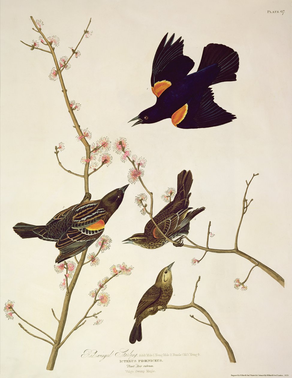 来自“美国鸟类”的红翼椋鸟，由Robert Havell（1793-1878）镌刻，1820年出版 作者 约翰·詹姆斯·奥杜邦