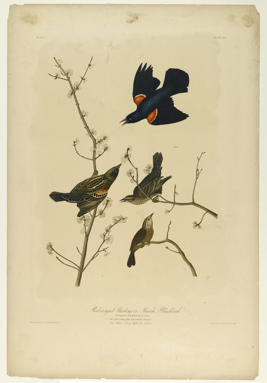 红翅椋鸟或沼泽黑鸟，由Julien Bien印制，由Roe Lockwood＆Son出版，1861年（彩色石版画） 作者 约翰·詹姆斯·奥杜邦