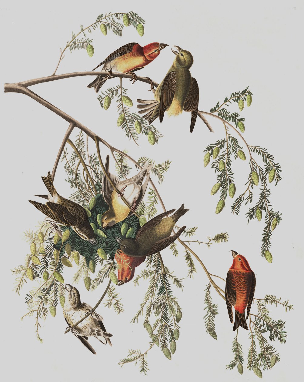 Red Crossbill，Loxia Curvirostra，来自John The Audubon，酒吧的“The Birds of America”。 1827年至1838年 作者 约翰·詹姆斯·奥杜邦