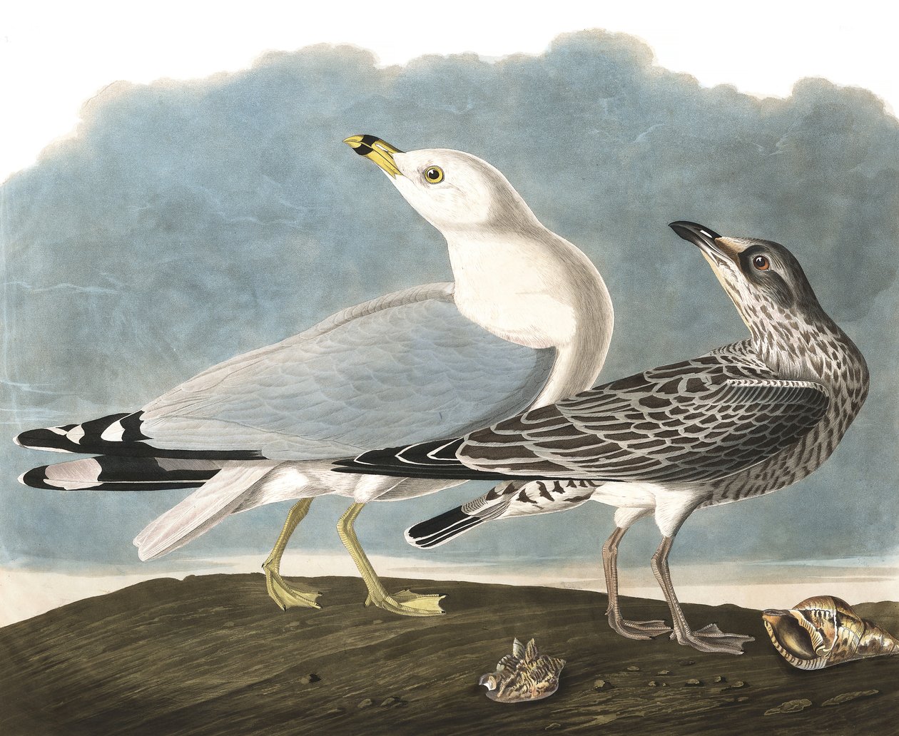 Ring-Billed鸥，Larus Delawarensis，来自John The Audubon，pub。的“The Birds of America”。 1827年至1838年 作者 约翰·詹姆斯·奥杜邦
