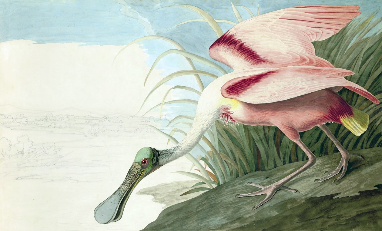 Roseate Spoonbill，Platalea Ajaja，来自John J. Audubon，酒吧的“The Birds of America”。 1827年至1838年 作者 约翰·詹姆斯·奥杜邦