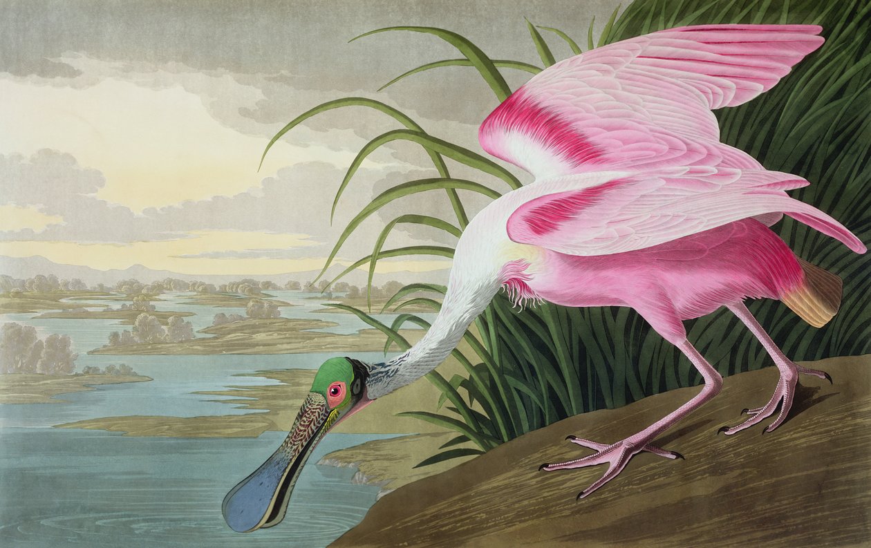 粉红琵鹭，Platalea leucorodia，摘自《美国鸟类》，1836年 作者 约翰·詹姆斯·奥杜邦