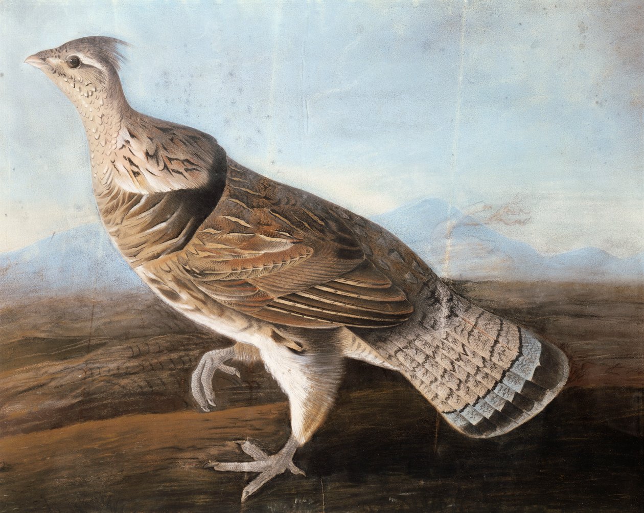 Ruffed Goose，约1812年（纸上的粉彩） 作者 约翰·詹姆斯·奥杜邦