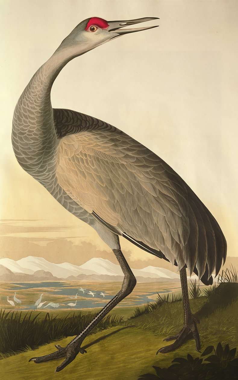 Sandhill Crane，来自&39;Birds of America&39;，由Robert Havell（1793-1878）1835年刻 作者 约翰·詹姆斯·奥杜邦