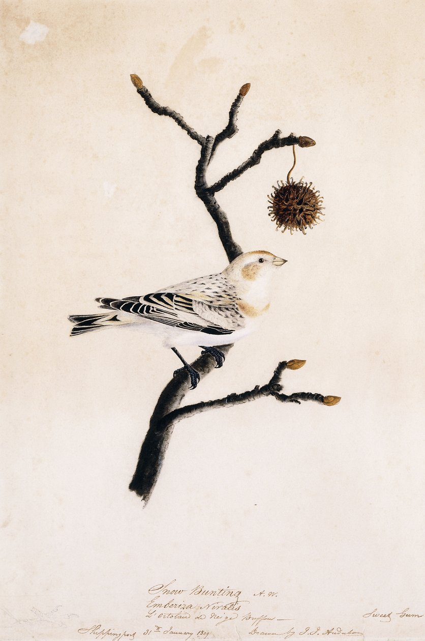 雪花旗布，1809年 作者 约翰·詹姆斯·奥杜邦