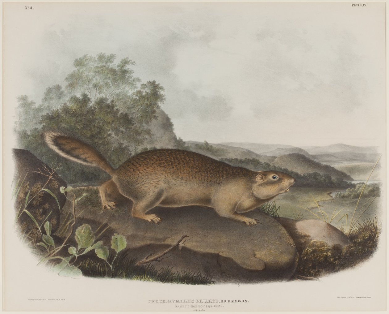 Spermophilus Parry（帕里的土拨鼠松鼠） 作者 约翰·詹姆斯·奥杜邦