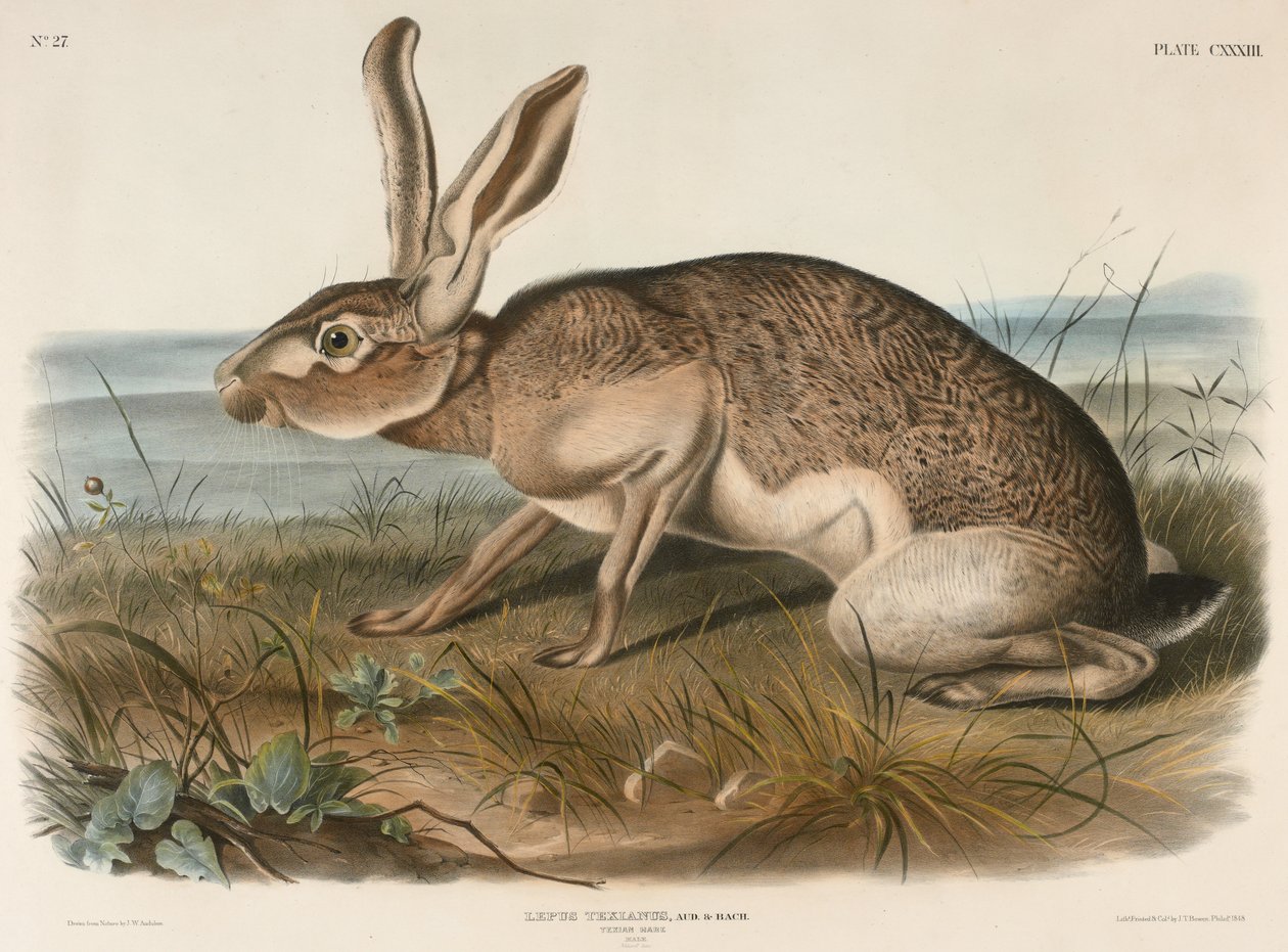 Texian Hare（Lepus Texianus），1848年（手工彩色石版画） 作者 约翰·詹姆斯·奥杜邦
